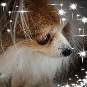 Meet your Posher, Misty